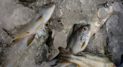 Venta de “pescado falso” en México alcanza 38%; consumidores no reciben lo que compran