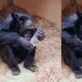 Con respecto a las piedras preciosas, los chimpancés se pueden dividir en "Quijotes y Sanchos"