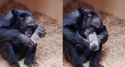 Con respecto a las piedras preciosas, los chimpancés se pueden dividir en "Quijotes y Sanchos": idealistas o pragmáticos