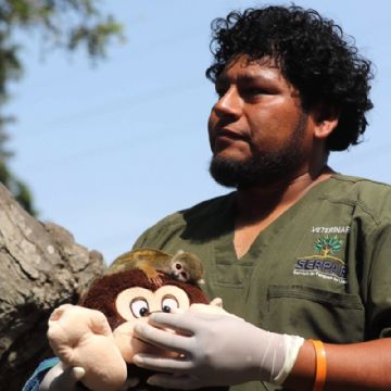 "Punch peruano": salvan a monito de tráfico de animales en la Amazonia y lo llaman como al japonés