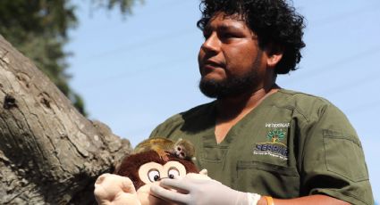 "Punch peruano": rescatan a monito del tráfico de animales en la Amazonia y lo nombran como al japonés