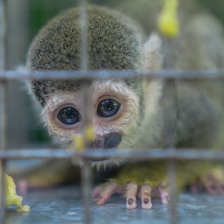 Ecuador lanza campaña contra el tráfico de vida silvestre ante la pérdida de miles de especies