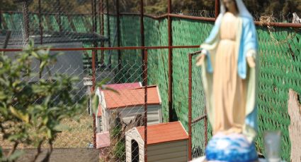 “La tragedia de los perritos fue por dinero”: Refugio Franciscano señala intereses económicos detrás del desalojo