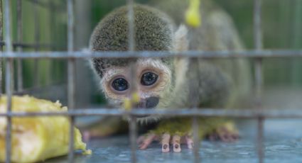 Ecuador lanza campaña contra el tráfico de vida silvestre ante la pérdida de miles de especies