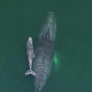 Avistamiento de ballena jorobada y su cría sorprende en la bahía de Santa Lucía, en Acapulco
