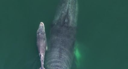 Avistamiento de ballena jorobada y su cría sorprende en la bahía de Santa Lucía, en Acapulco
