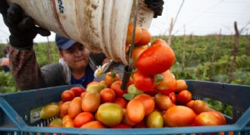 México exigirá evidencia técnica frente a medidas agroalimentarias en la revisión del T-MEC