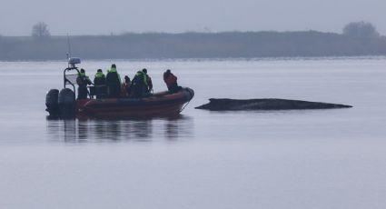 Dejarán morir en paz a la ballena varada en el Báltico tras fracaso de su "última oportunidad”