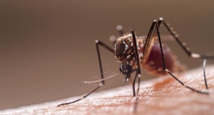 Investigadores en México crean una herramienta basada en IA para prevenir brotes de dengue