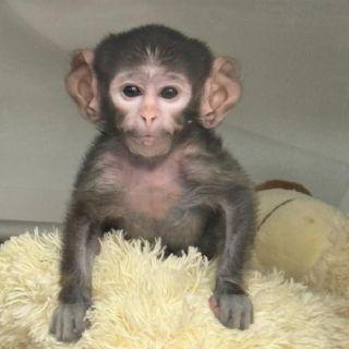 Zoológico de Guadalajara presenta al “punch tapatío”: un mono de patas llamado Yuji