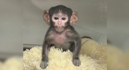 Zoológico de Guadalajara presenta al “punch tapatío”: un mono de patas llamado Yuji