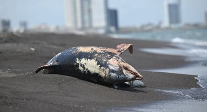 Derrame en el Golfo de México afecta áreas naturales protegidas y deja dos delfines muertos en Veracruz, denuncian ONG