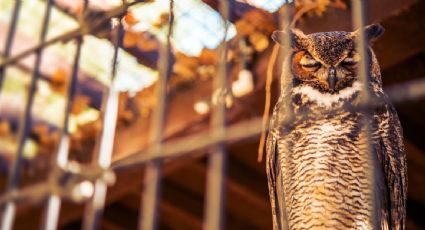 Mercado negro en redes sociales: asociaciones denuncian tráfico de fauna silvestre en México