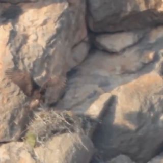 Símbolo nacional: localizan nuevo sitio de anidación del águila real en México