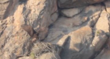 Símbolo nacional: localizan nuevo sitio de anidación del águila real en México