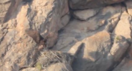 Símbolo nacional: localizan nuevo sitio de anidación del águila real en México