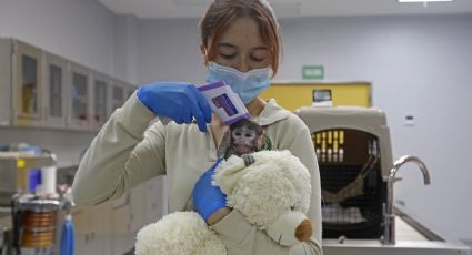 Las madres de monos como Yuji y Punch no suelen abandonar a sus bebés