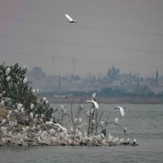 Suprema Corte valida creación de una área natural protegida en el Lago de Texcoco