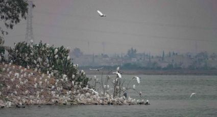 Suprema Corte valida creación de una área natural protegida en el Lago de Texcoco