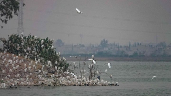 Suprema Corte valida creación de una área natural protegida en el Lago de Texcoco