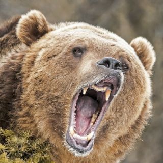 Oso pardo ataca a soldados de EU durante entrenamiento en Alaska; hay dos heridos