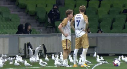 Gaviotas invaden la cancha e interrumpen los minutos finales durante un partido de futbol que termina en total caos