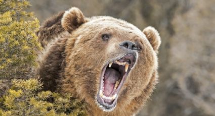 Oso pardo ataca a soldados de EU durante entrenamiento en Alaska; hay dos heridos