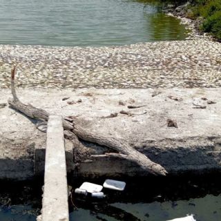 Muerte masiva de peces en límites de Veracruz y Tamaulipas; Conagua niega presencia de hidrocarburos