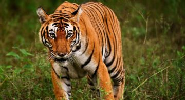 Tigre salta contra hacia el público durante presentación de circo en Rusia; se desata pánico