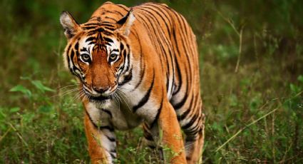 Tigre salta contra hacia el público durante presentación de circo en Rusia; se desata pánico