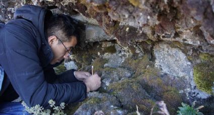 Científicos mexicanos descubren el osito de agua “estrella microscópica” en el Iztaccíhuatl