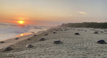 Sujetos son captados cuando avientan tortugas y roban sus huevos en playa de Oaxaca; Profepa responde en un tuit que ya investiga