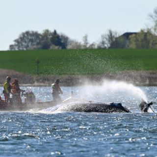 Se mantiene la esperanza: hay planes A y B para rescatar a la ballena varada en el Báltico