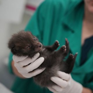 Hospital para animales silvestres los cuida pero no les da afecto para mantenerlos salvajes