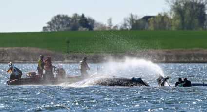 Se mantiene la esperanza: hay planes A y B para rescatar a la ballena varada en el Báltico