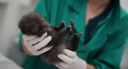 Hospital para animales silvestres los cuida pero no les da afecto para mantenerlos salvajes