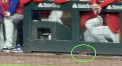 ¡Tremendo susto! Una rata se pasea por la cancha en partido de MLB en Chicago y sorprende a jugadores y aficionados