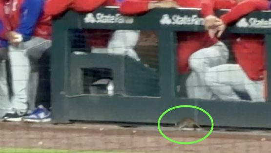 ¡Tremendo susto! Una rata se pasea por la cancha en partido de MLB en Chicago y sorprende a jugadores y aficionados