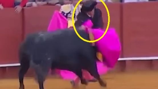Momentos de tensión: banderillero entra al ruedo y el toro lo recibe con puyazo en el glúteo que le rompe el traje