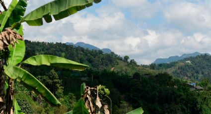 Pueblos indígenas de Honduras alertan colapso de la Biosfera del Río Plátano y exigen autonomía