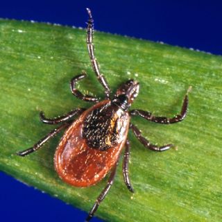 Alerta en Estados Unidos: las picaduras de garrapata alcanzan niveles récord para esta temporada