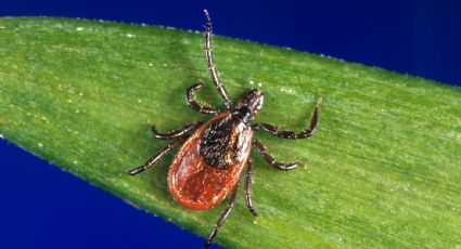 Alerta en Estados Unidos: las picaduras de garrapata alcanzan niveles récord para esta temporada