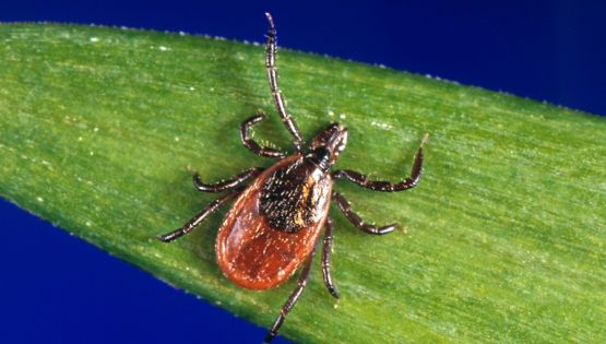 Alerta en Estados Unidos: las picaduras de garrapata alcanzan niveles récord para esta temporada