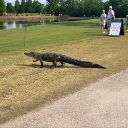 ¡Se roba el show! Cocodrilo aparece en pleno campo de golf e interrumpe por unos minutos el PGA Tour en Nueva Orleans