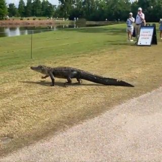 ¡Se roba el show! Cocodrilo aparece en pleno campo de golf e interrumpe por unos minutos el PGA Tour