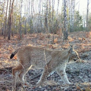 Animales que prosperan en la zona de Chernóbil tras 40 años muestran la resiliencia de la naturaleza