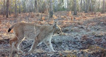 Animales que prosperan en la zona de Chernóbil tras 40 años muestran la resiliencia de la naturaleza