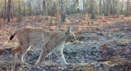 Animales que prosperan en el paisaje de Chernóbil tras 40 años muestran la resiliencia de la naturaleza