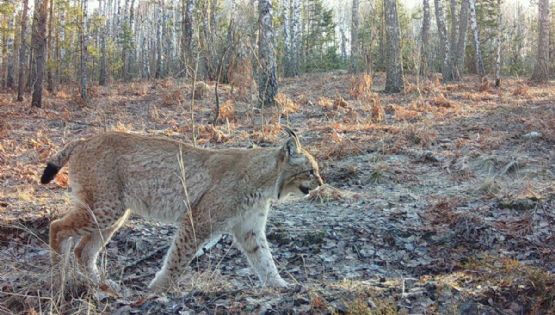 Animales que prosperan en el paisaje de Chernóbil tras 40 años muestran la resiliencia de la naturaleza