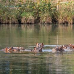 Magnate de la India ofrece a Colombia un hogar para los 80 hipopótamos que enfrentarían la eutanasia